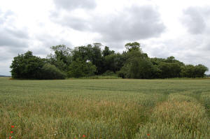 Remains of Gresham's Castle