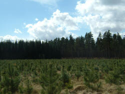 Young Conifers in Thetford Forest